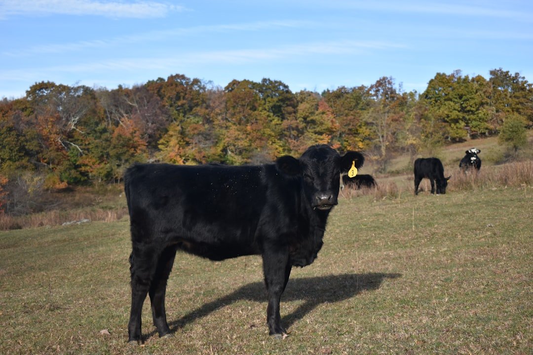 cattle grazing on the mountainside