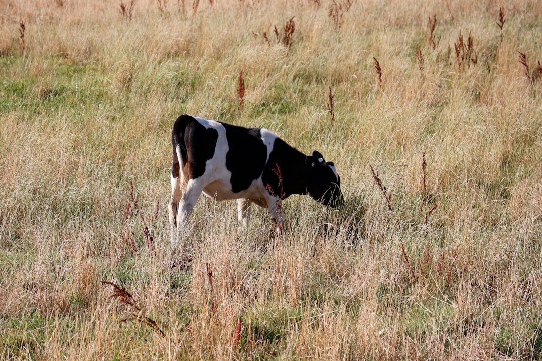 a-cow-grazes-in-a-grassy-field-qt27aarvy04