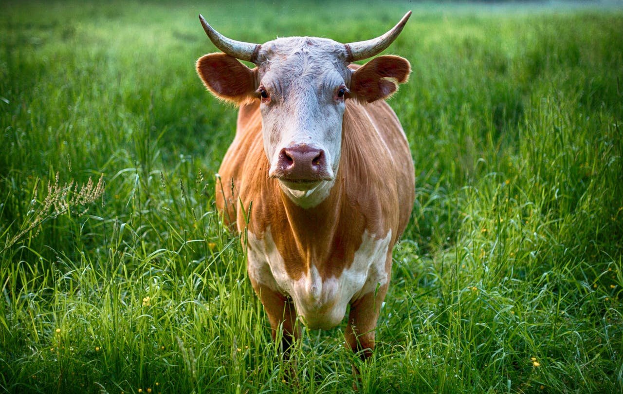 A close-up view of a brown cow standing in a lush green pasture.