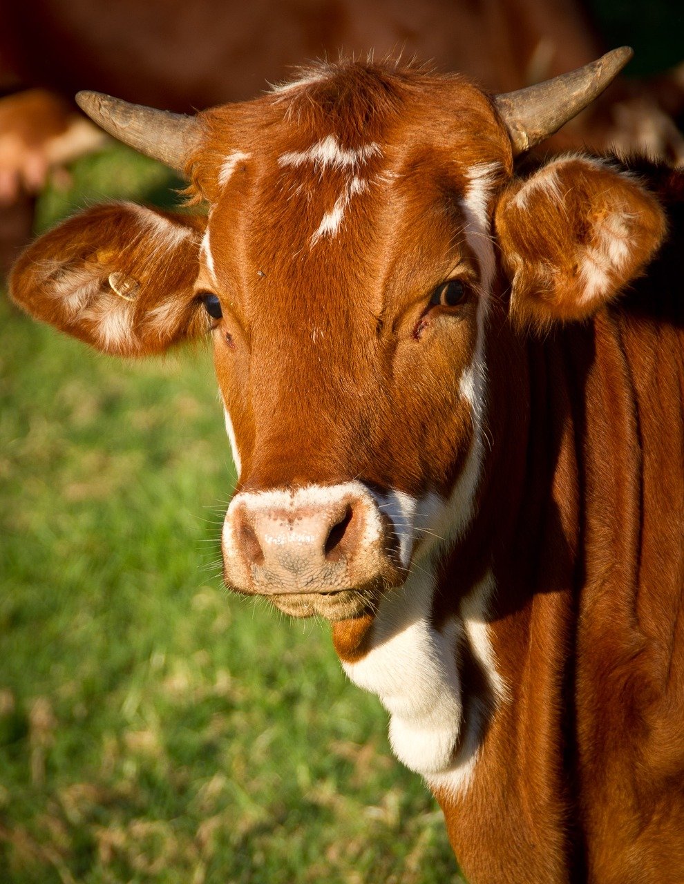 cow, animal, livestock, cattle, nature, ruminant, brown cow, horns, beef, bull, mammal, closeup, portrait