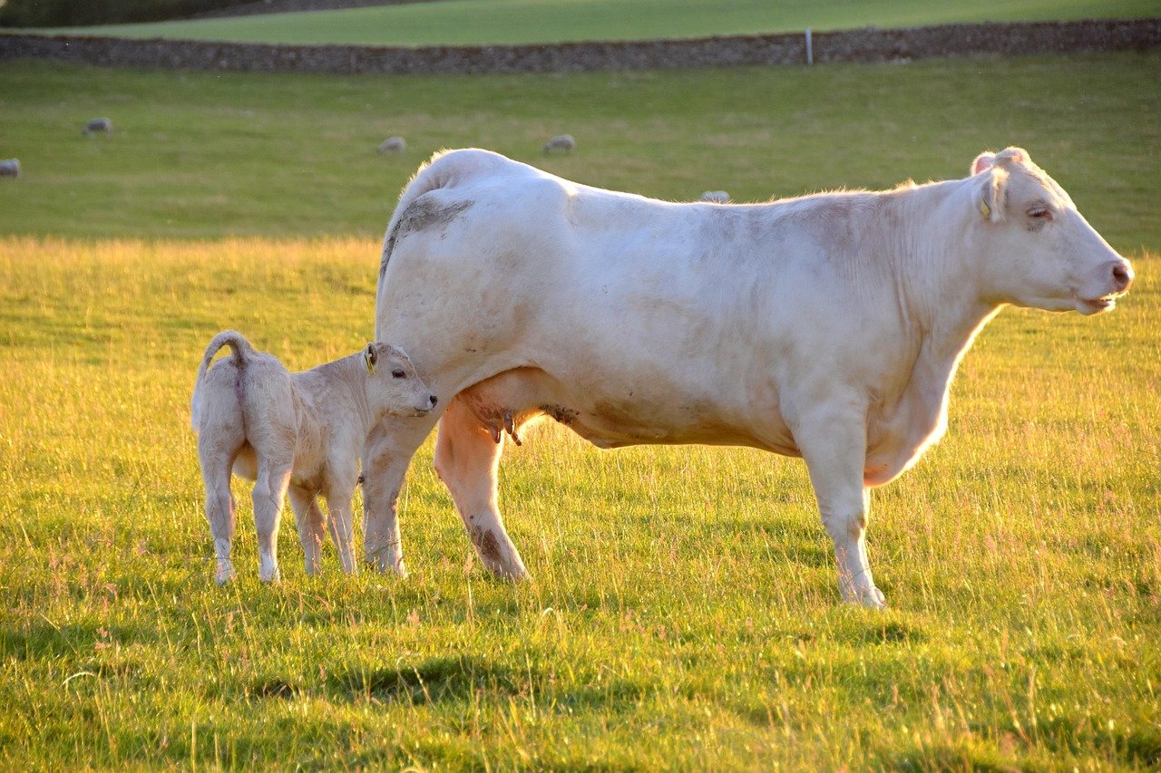cow, calf, drinking, nature, cattle, beef, grass, dairy cattle