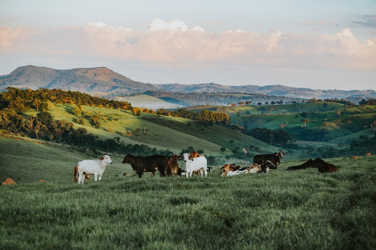 A serene landscape of cattle in lush green fields with hills in the background, Brazil.